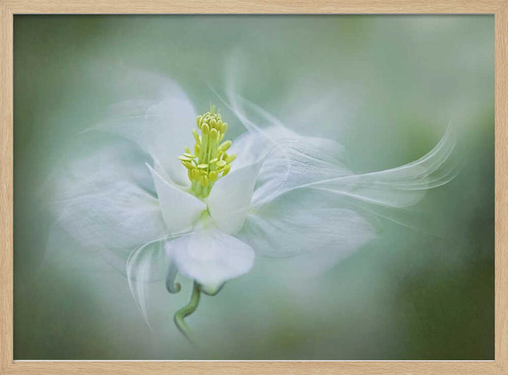Soft Dreamy Flower - Floral Photographic Stretched Canvas Poster or Fine Art Print