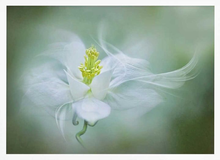 Soft Dreamy Flower - Floral Photographic Stretched Canvas Poster or Fine Art Print