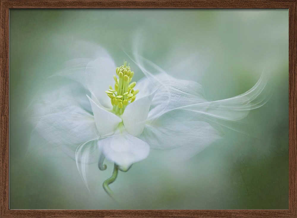 Soft Dreamy Flower - Floral Photographic Stretched Canvas Poster or Fine Art Print