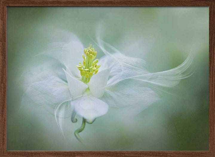 Soft Dreamy Flower - Floral Photographic Stretched Canvas Poster or Fine Art Print