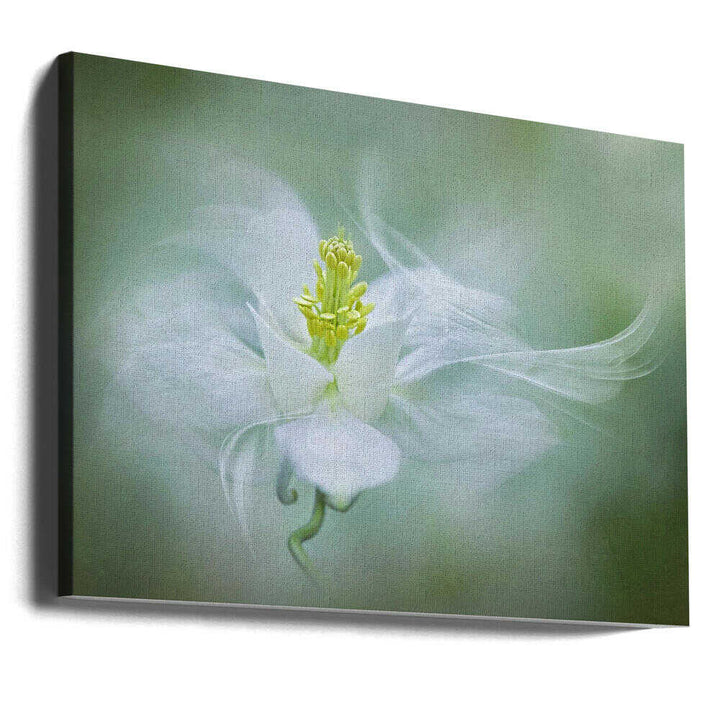 Soft Dreamy Flower - Floral Photographic Stretched Canvas Poster or Fine Art Print