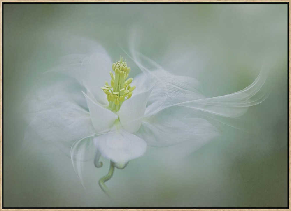 Soft Dreamy Flower - Floral Photographic Stretched Canvas Poster or Fine Art Print