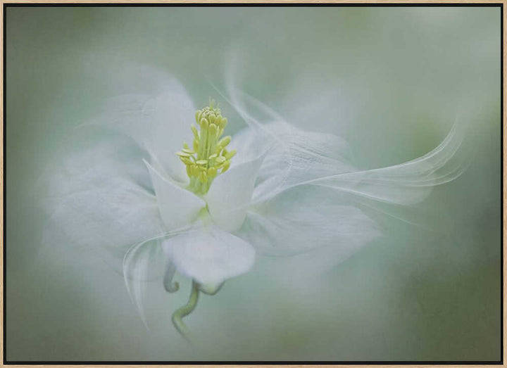 Soft Dreamy Flower - Floral Photographic Stretched Canvas Poster or Fine Art Print
