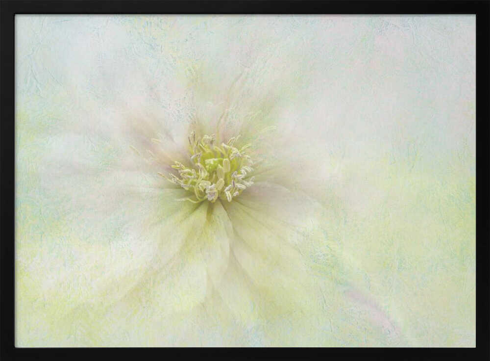 Soft Ethereal Bloom - Floral Photographic Stretched Canvas Poster or Fine Art Print