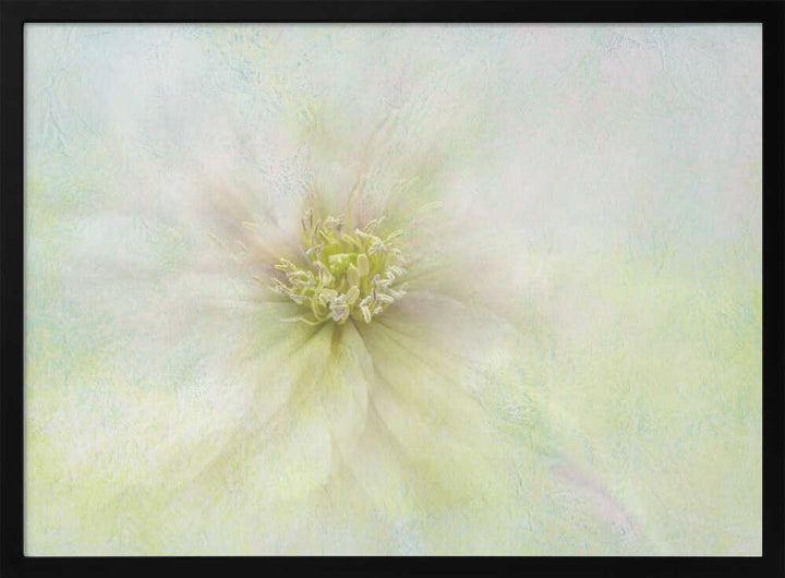 Soft Ethereal Bloom - Floral Photographic Stretched Canvas Poster or Fine Art Print