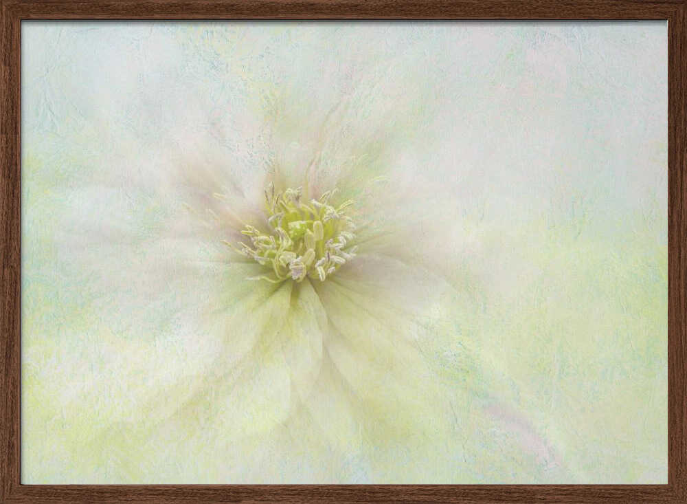 Soft Ethereal Bloom - Floral Photographic Stretched Canvas Poster or Fine Art Print