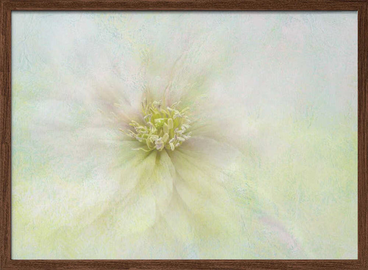 Soft Ethereal Bloom - Floral Photographic Stretched Canvas Poster or Fine Art Print
