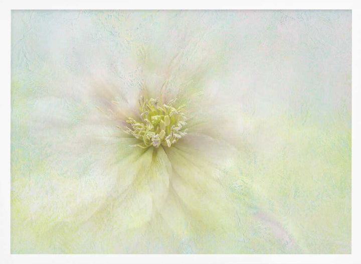 Soft Ethereal Bloom - Floral Photographic Stretched Canvas Poster or Fine Art Print