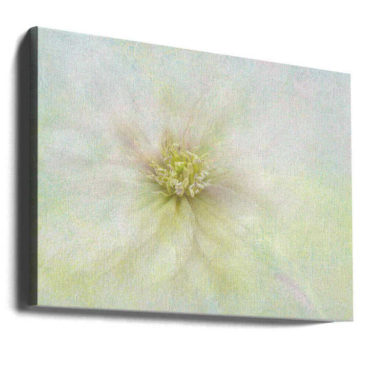 Soft Ethereal Bloom - Floral Photographic Stretched Canvas Poster or Fine Art Print