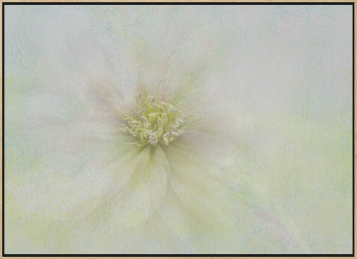 Soft Ethereal Bloom - Floral Photographic Stretched Canvas Poster or Fine Art Print