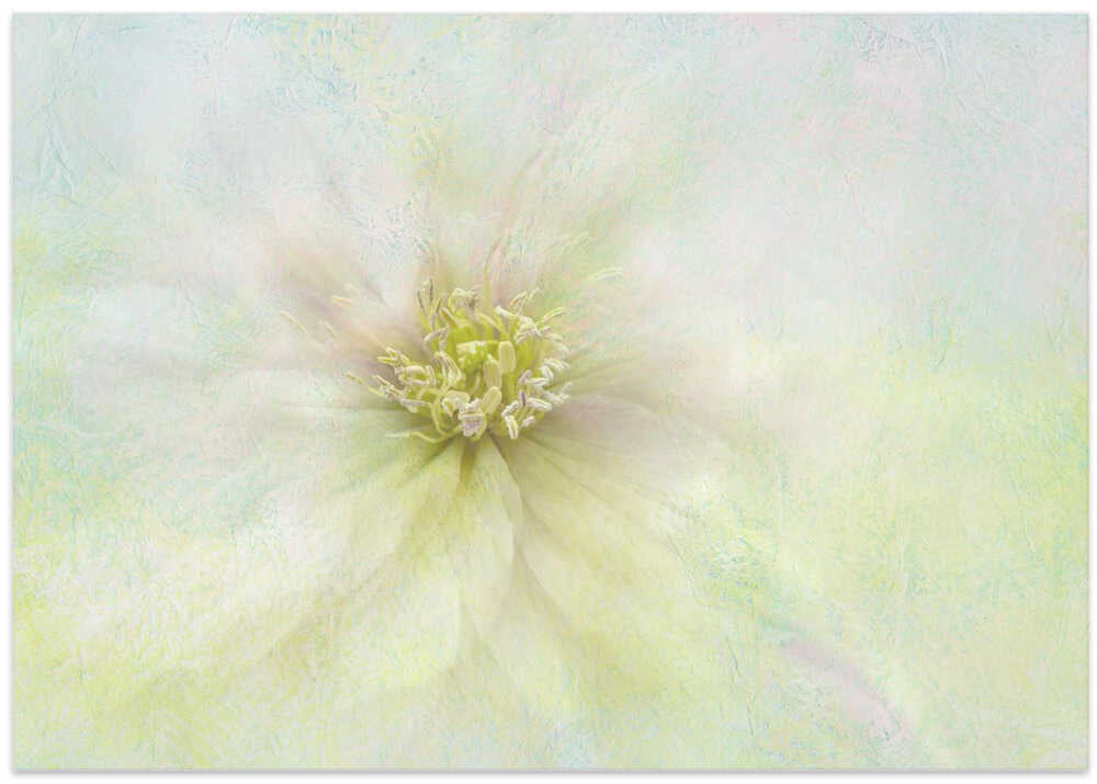 Soft Ethereal Bloom - Floral Photographic Stretched Canvas Poster or Fine Art Print