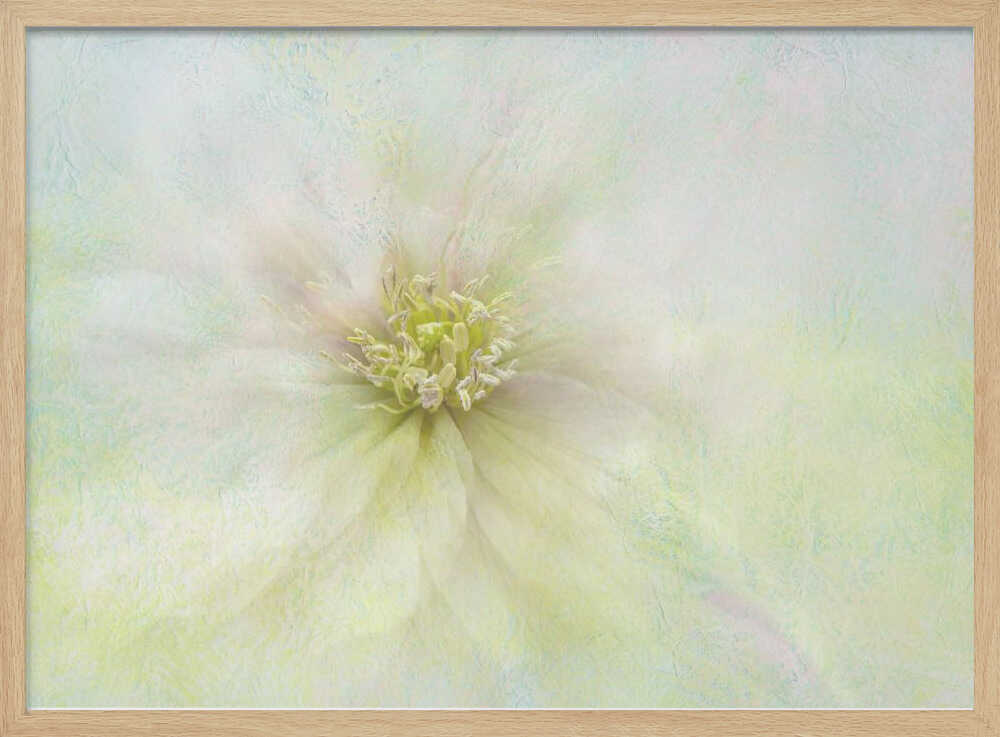 Soft Ethereal Bloom - Floral Photographic Stretched Canvas Poster or Fine Art Print