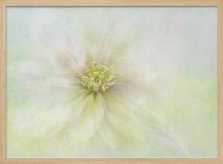 Soft Ethereal Bloom - Floral Photographic Stretched Canvas Poster or Fine Art Print