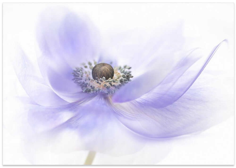 Soft Lavender Anemone - Floral Photographic Stretched Canvas Poster or Fine Art Print