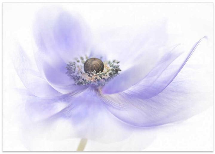 Soft Lavender Anemone - Floral Photographic Stretched Canvas Poster or Fine Art Print