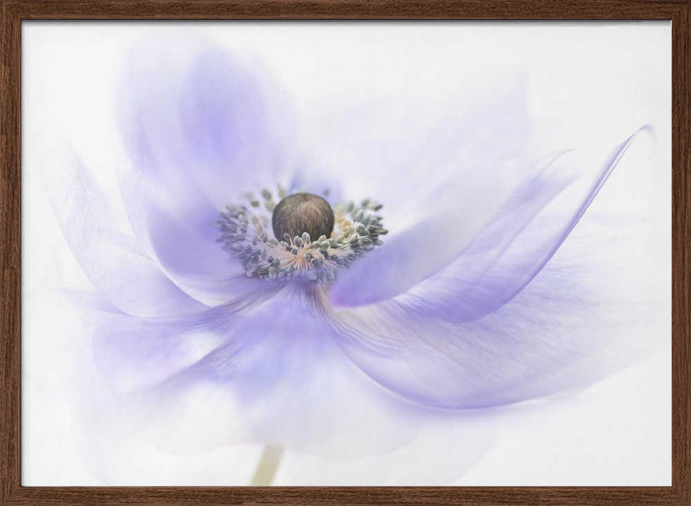 Soft Lavender Anemone - Floral Photographic Stretched Canvas Poster or Fine Art Print