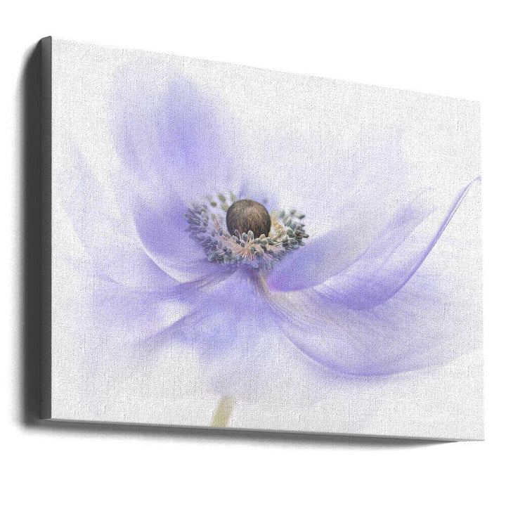 Soft Lavender Anemone - Floral Photographic Stretched Canvas Poster or Fine Art Print