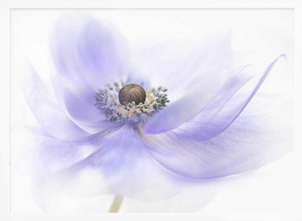 Soft Lavender Anemone - Floral Photographic Stretched Canvas Poster or Fine Art Print