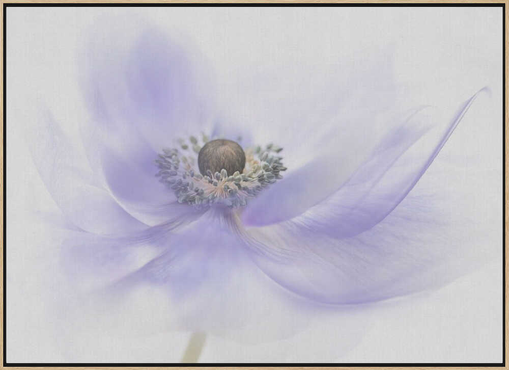 Soft Lavender Anemone - Floral Photographic Stretched Canvas Poster or Fine Art Print
