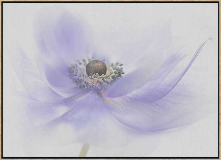 Soft Lavender Anemone - Floral Photographic Stretched Canvas Poster or Fine Art Print