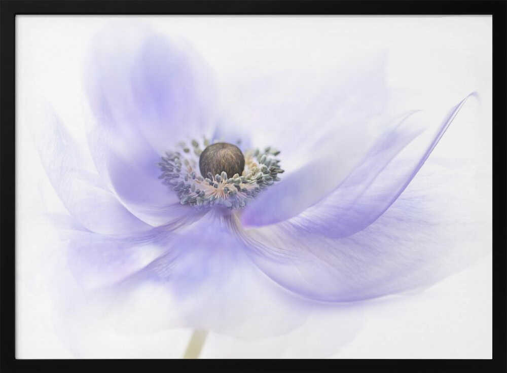Soft Lavender Anemone - Floral Photographic Stretched Canvas Poster or Fine Art Print