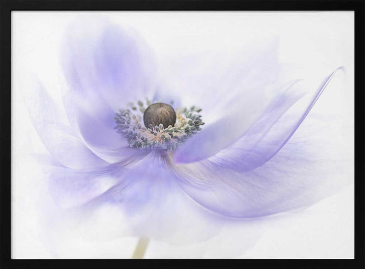 Soft Lavender Anemone - Floral Photographic Stretched Canvas Poster or Fine Art Print