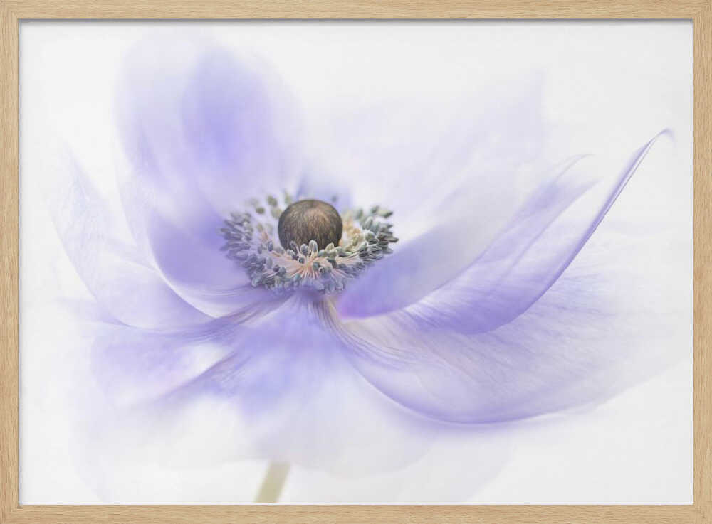 Soft Lavender Anemone - Floral Photographic Stretched Canvas Poster or Fine Art Print