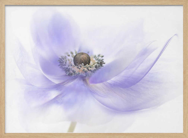 Soft Lavender Anemone - Floral Photographic Stretched Canvas Poster or Fine Art Print