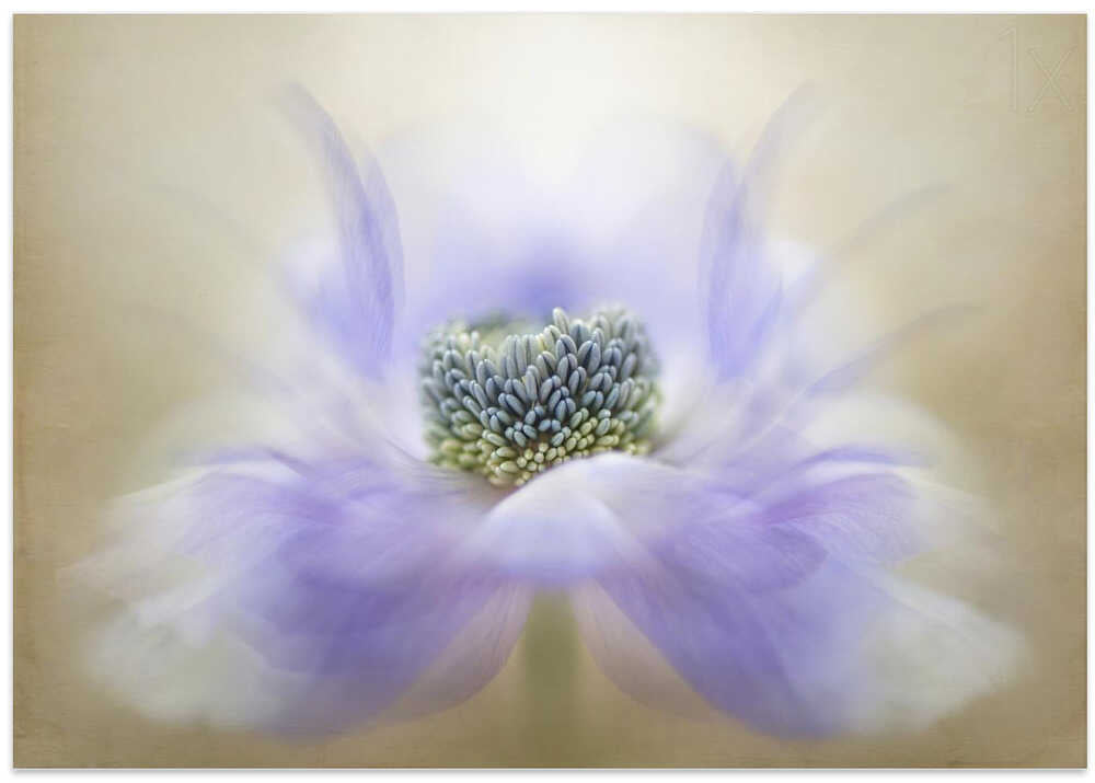Soft Lavender Bloom - Floral Photographic Stretched Canvas Poster or Fine Art Print