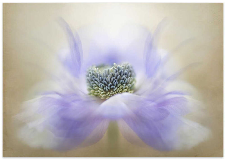 Soft Lavender Bloom - Floral Photographic Stretched Canvas Poster or Fine Art Print