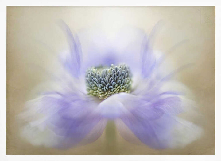 Soft Lavender Bloom - Floral Photographic Stretched Canvas Poster or Fine Art Print