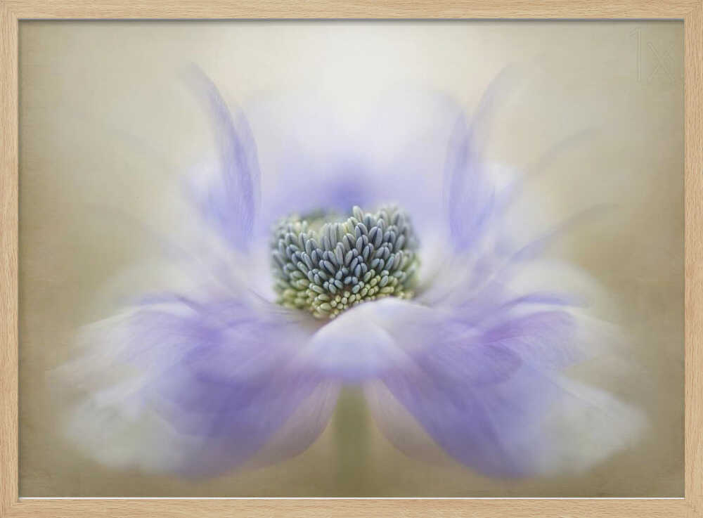 Soft Lavender Bloom - Floral Photographic Stretched Canvas Poster or Fine Art Print