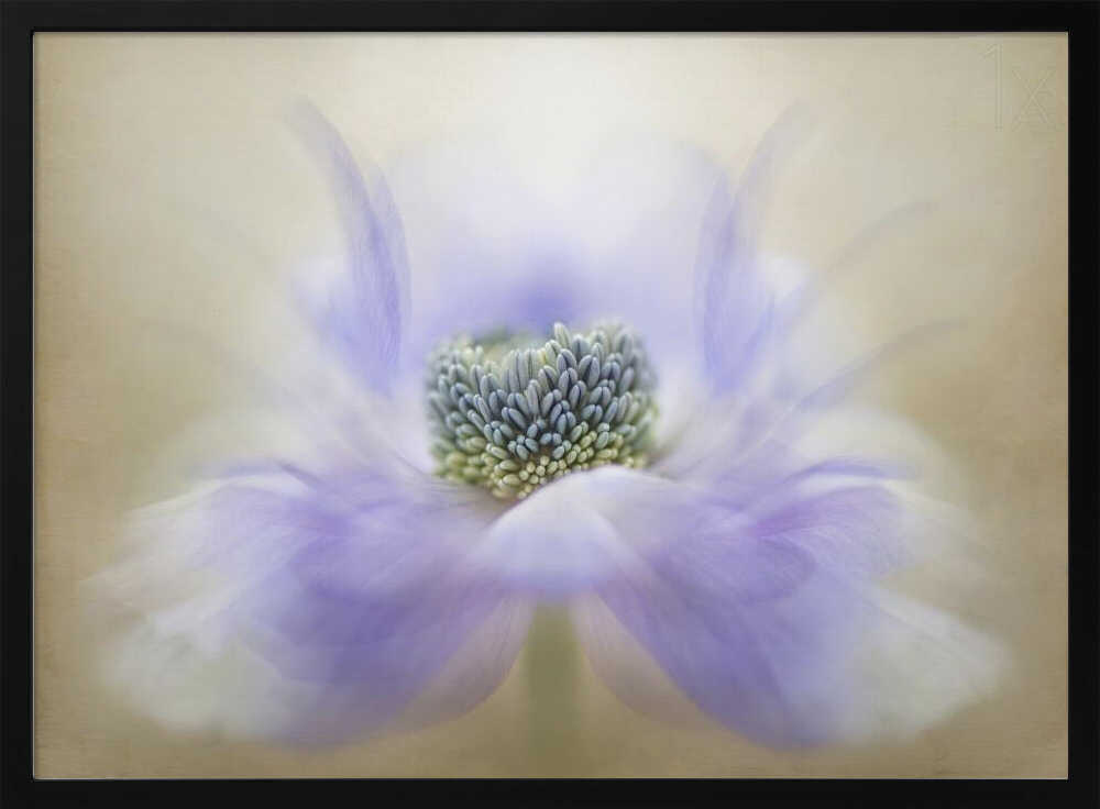 Soft Lavender Bloom - Floral Photographic Stretched Canvas Poster or Fine Art Print
