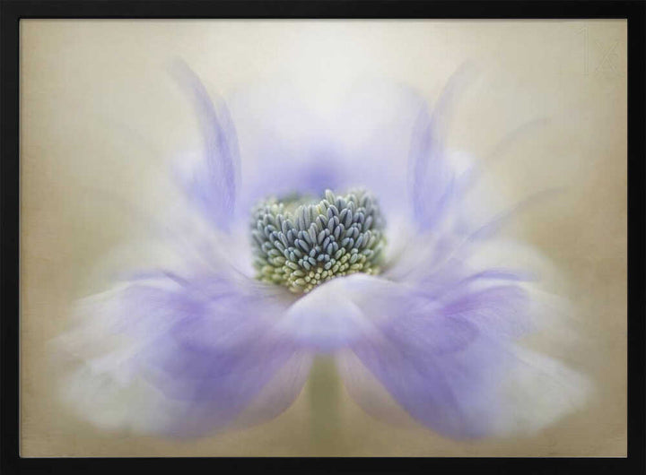 Soft Lavender Bloom - Floral Photographic Stretched Canvas Poster or Fine Art Print