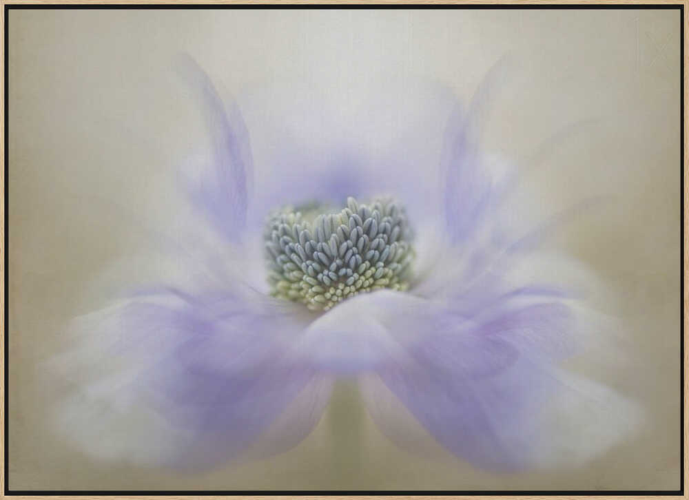 Soft Lavender Bloom - Floral Photographic Stretched Canvas Poster or Fine Art Print