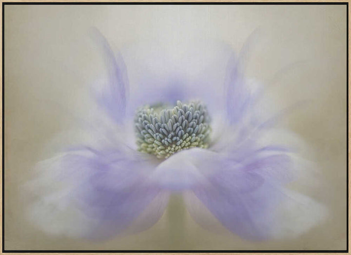Soft Lavender Bloom - Floral Photographic Stretched Canvas Poster or Fine Art Print