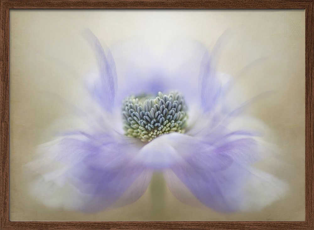 Soft Lavender Bloom - Floral Photographic Stretched Canvas Poster or Fine Art Print