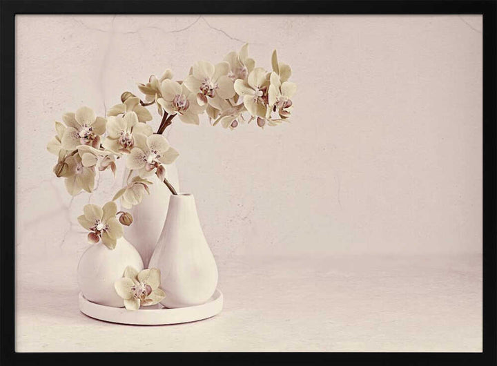 Soft Orchid Still Life - Floral Photographic Stretched Canvas Poster or Fine Art Print