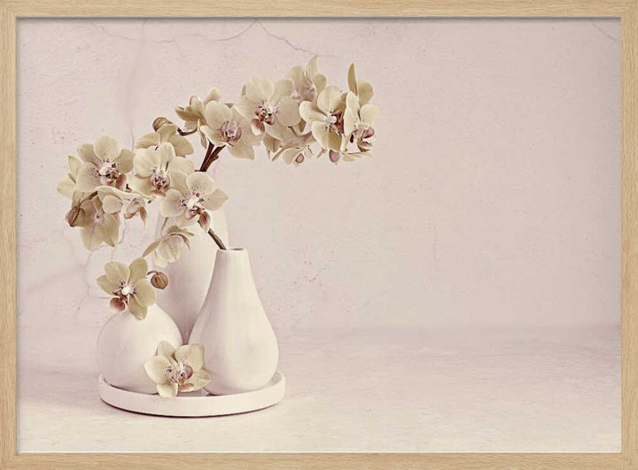 Soft Orchid Still Life - Floral Photographic Stretched Canvas Poster or Fine Art Print