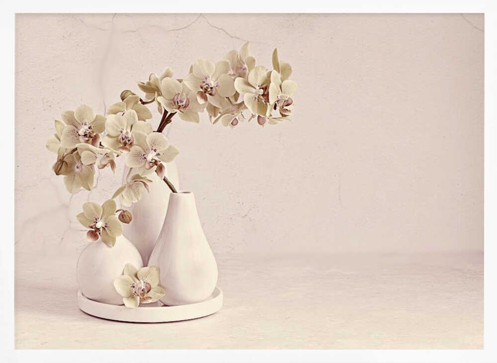 Soft Orchid Still Life - Floral Photographic Stretched Canvas Poster or Fine Art Print