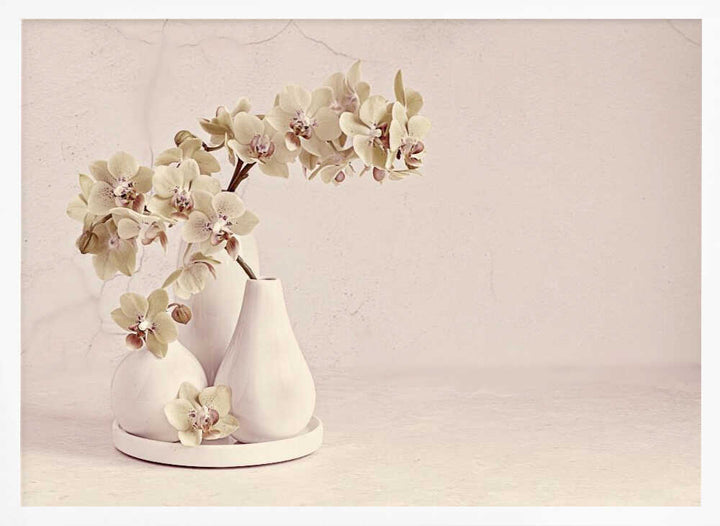 Soft Orchid Still Life - Floral Photographic Stretched Canvas Poster or Fine Art Print