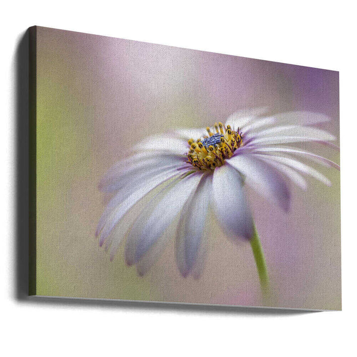 Soft Pastel Daisy Bloom - Floral Photographic Stretched Canvas Poster or Fine Art Print
