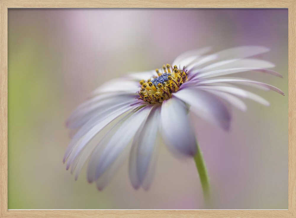 Soft Pastel Daisy Bloom - Floral Photographic Stretched Canvas Poster or Fine Art Print