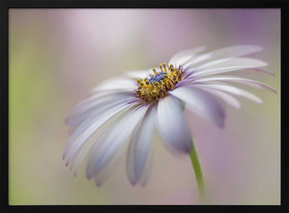 Soft Pastel Daisy Bloom - Floral Photographic Stretched Canvas Poster or Fine Art Print