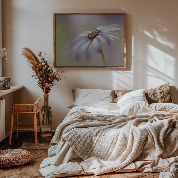 Soft Pastel Daisy Bloom - Floral Photographic Stretched Canvas Poster or Fine Art Print