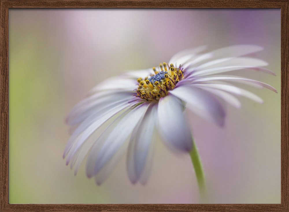 Soft Pastel Daisy Bloom - Floral Photographic Stretched Canvas Poster or Fine Art Print