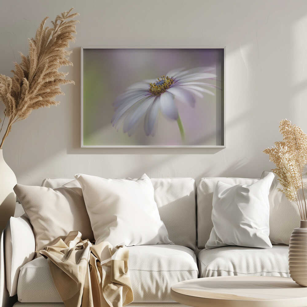 Soft Pastel Daisy Bloom - Floral Photographic Stretched Canvas Poster or Fine Art Print