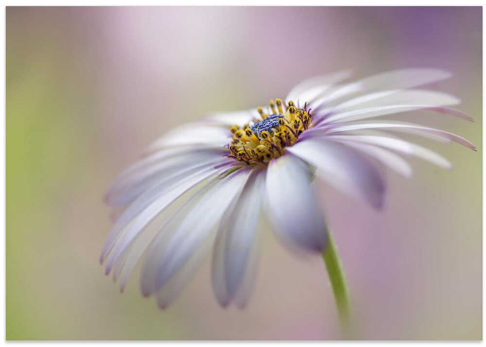 Soft Pastel Daisy Bloom - Floral Photographic Stretched Canvas Poster or Fine Art Print