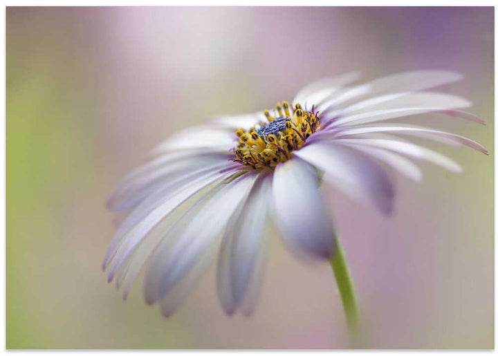 Soft Pastel Daisy Bloom - Floral Photographic Stretched Canvas Poster or Fine Art Print