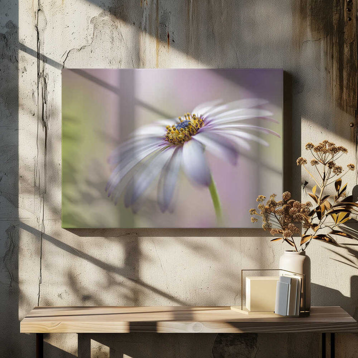 Soft Pastel Daisy Bloom - Floral Photographic Stretched Canvas Poster or Fine Art Print